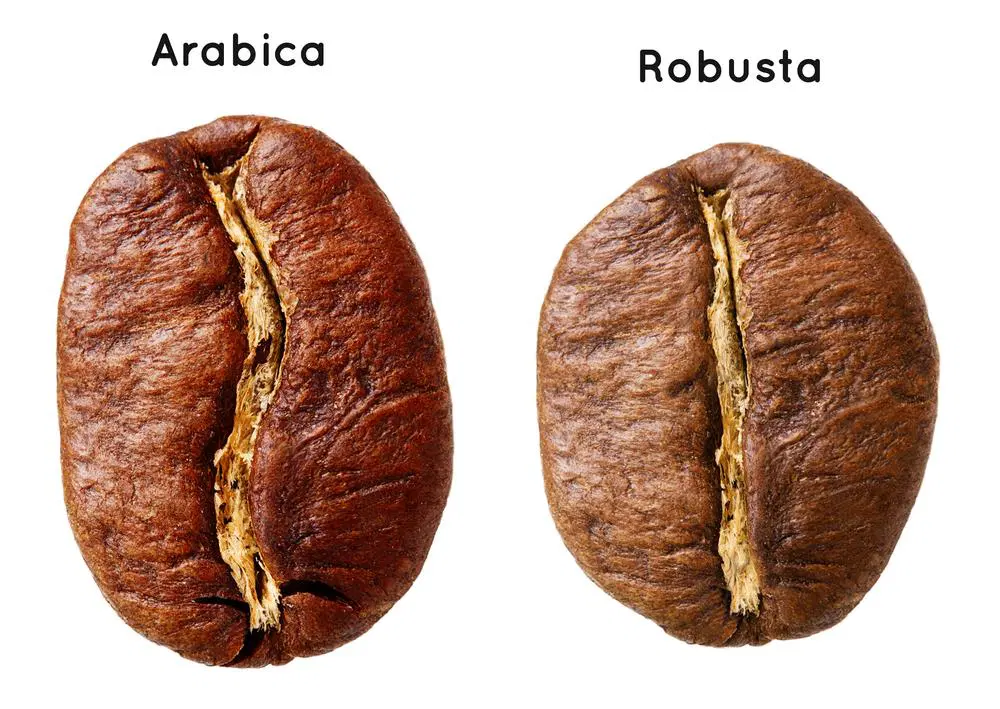 kopi arabika vs robusta terbaik