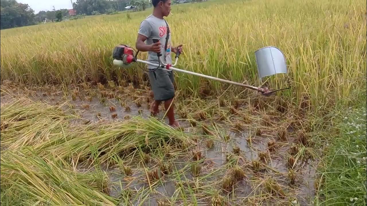 perawatan mesin pemotong padi