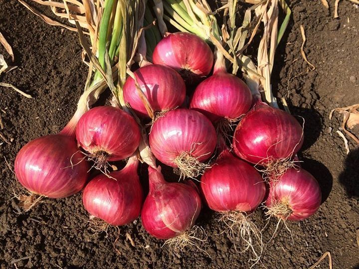 cara mudah kupas bawang tanpa air mata