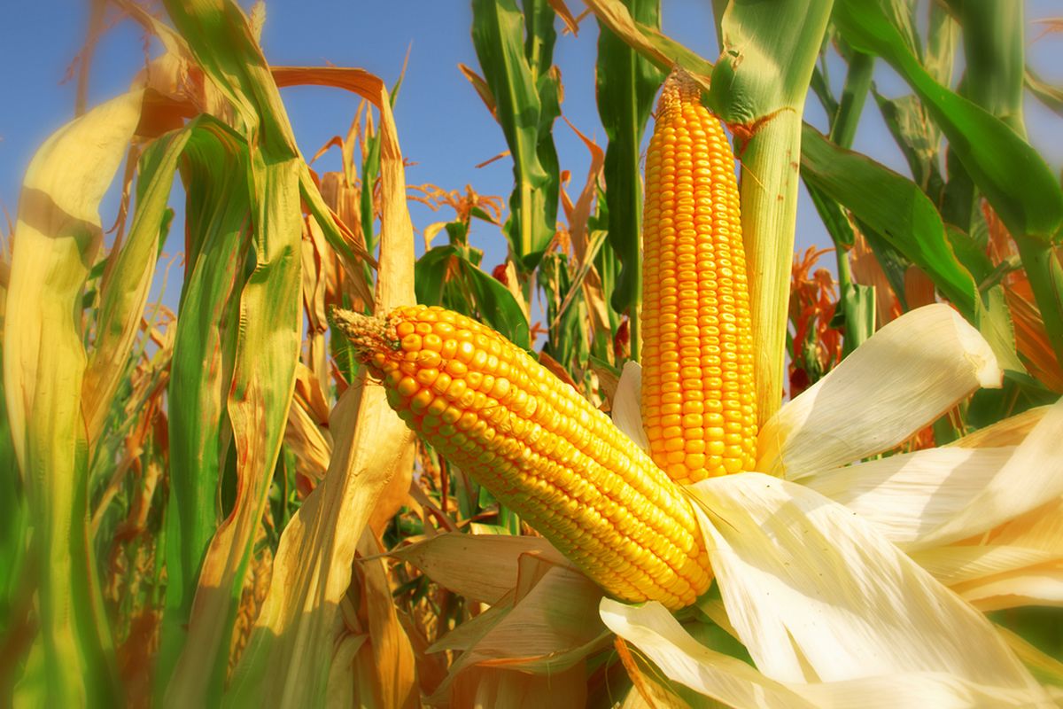 Mesin Penggiling Janggel Jagung