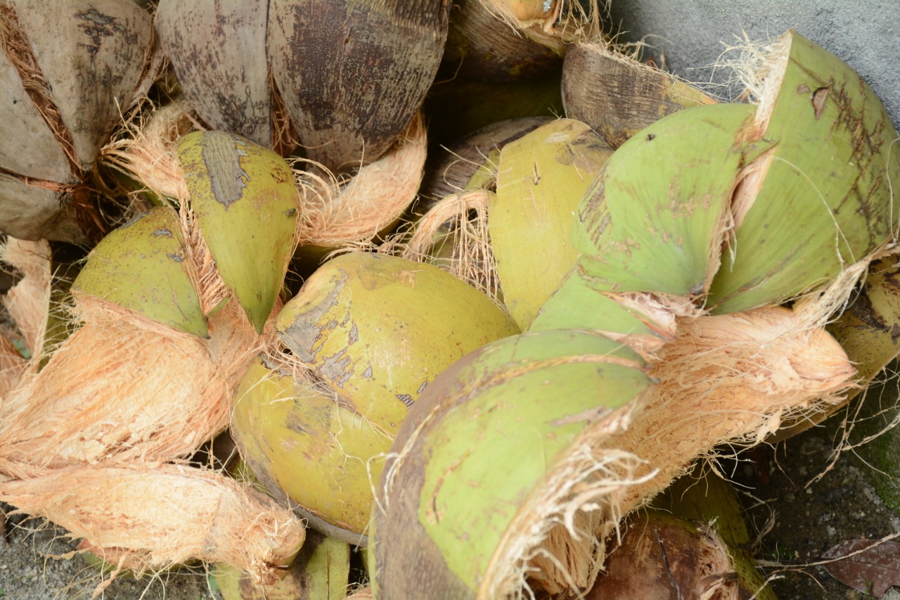 sabut kelapa sebagai bahan dasar produk kerajinan hijau