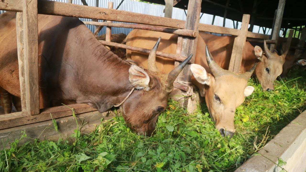 pakan hijau ekonomis peternak