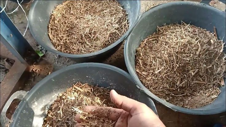 cara buat pakan fermentasi buat kambing