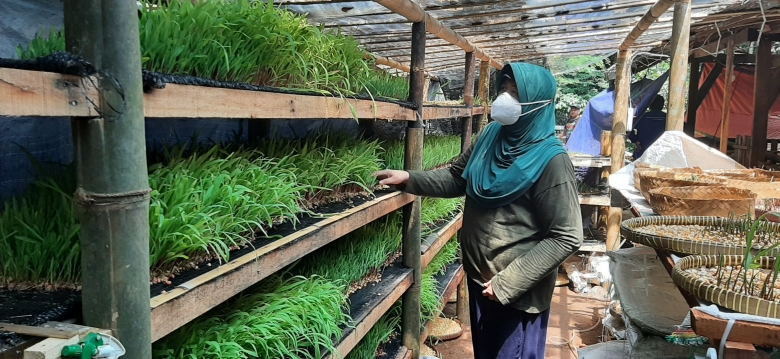penyimpanan rumput hijauan optimal