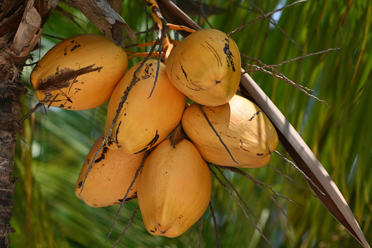 fungsi alat pemarut kelapa