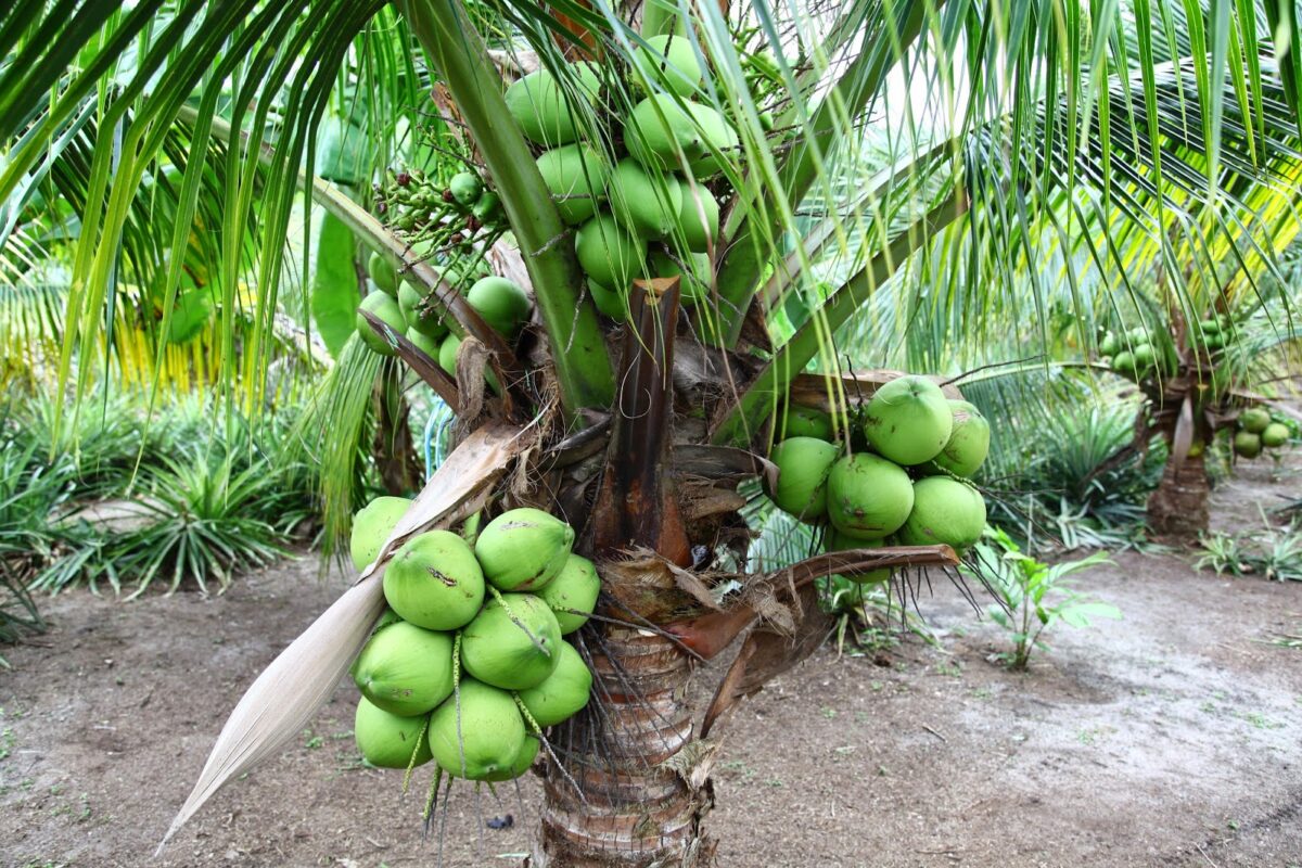 keunggulan pohon kelapa bagi ekonomi