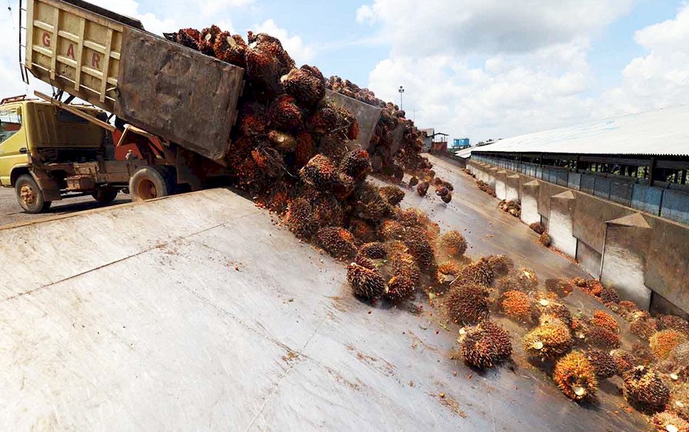 cara pengolahan kelapa sawit