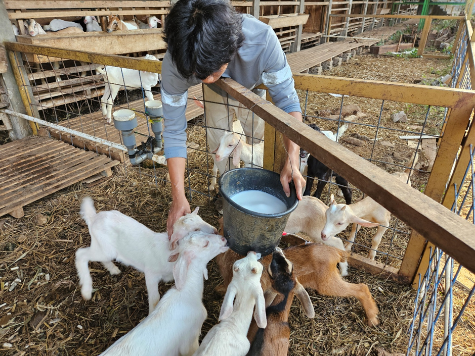 Pelatihan Ternak Kambing Berkelanjutan