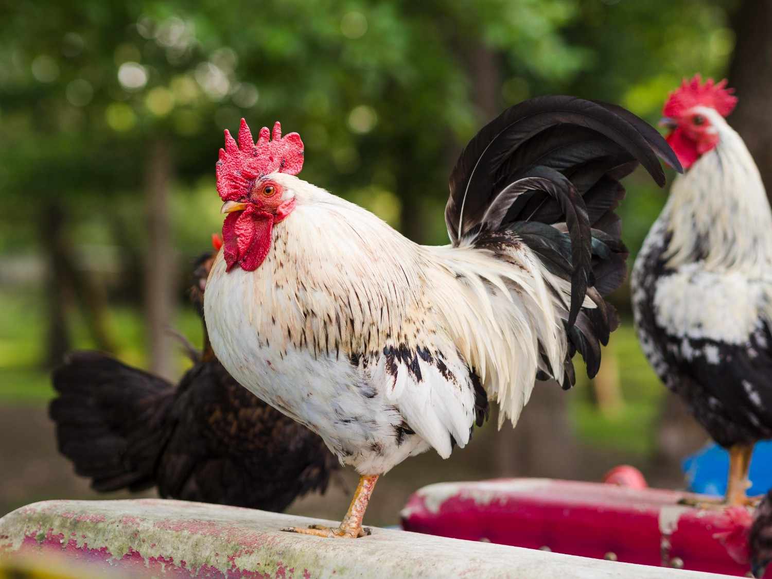 Kelebihan Mesin Pencabut Bulu Ayam