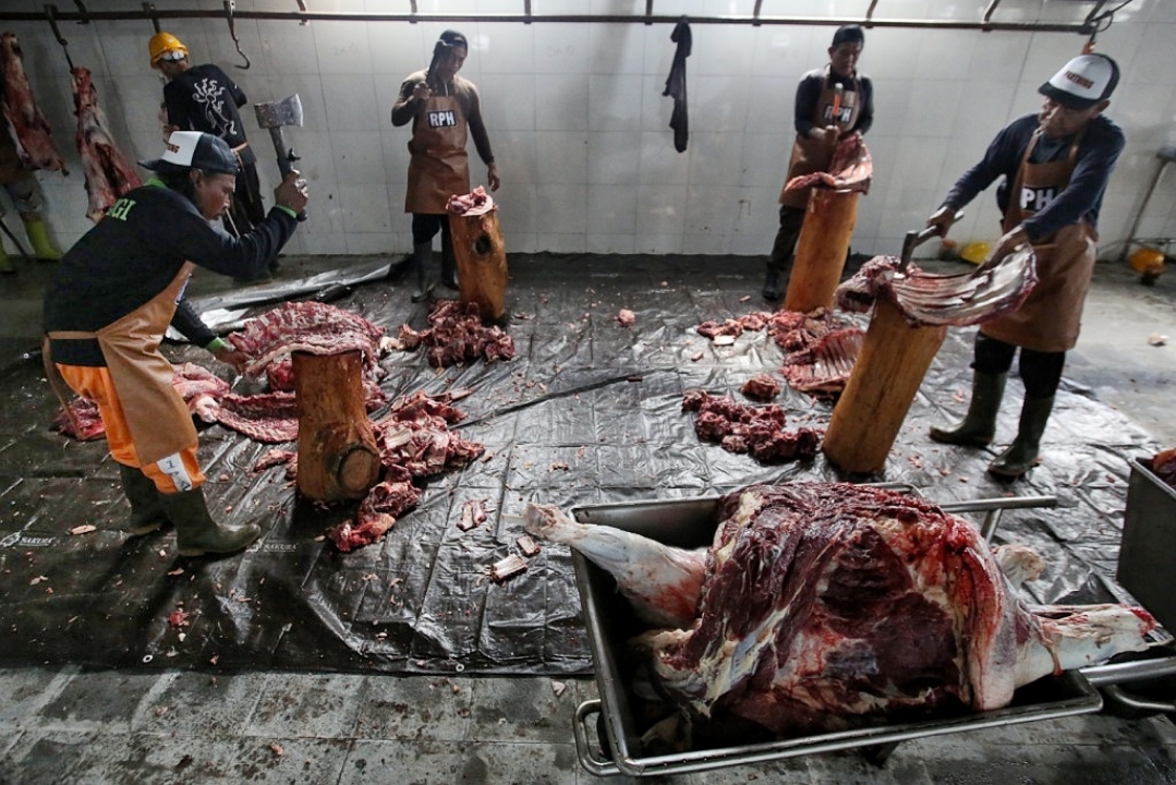 cara memotong tulang sapi idul adha