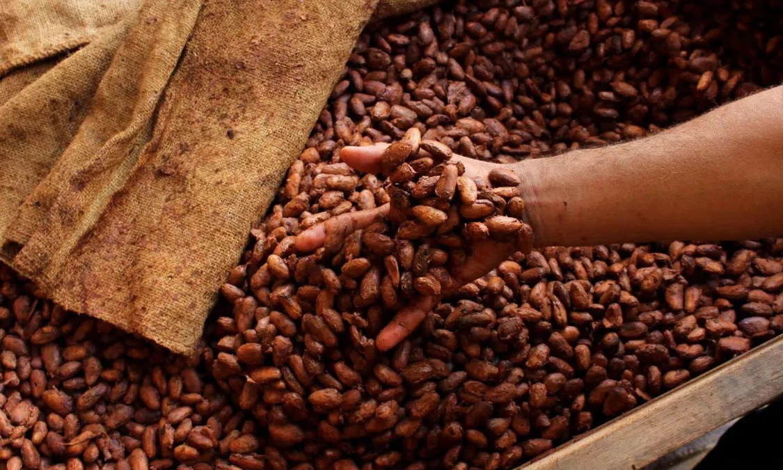 Cara Praktis Fermentasi Biji Kakao Modern Berkualitas