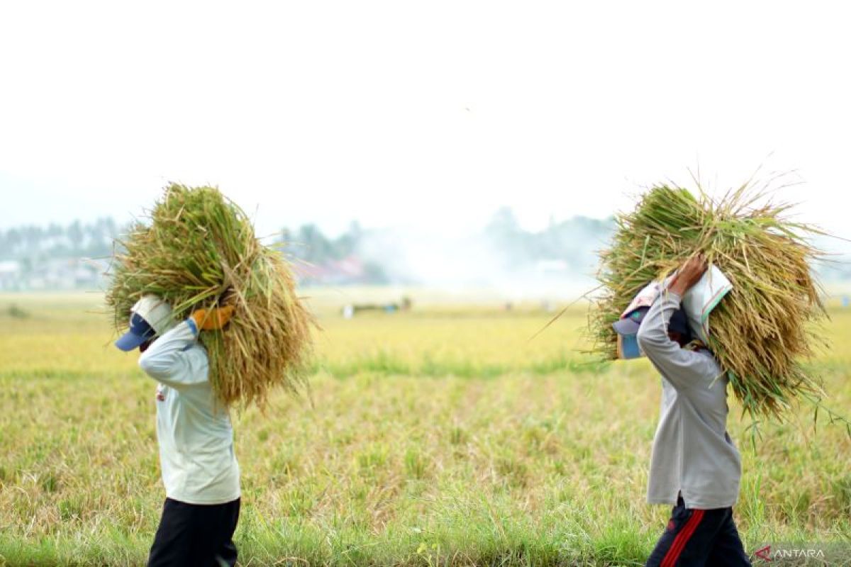 power thresher bantu panen lebih cepat