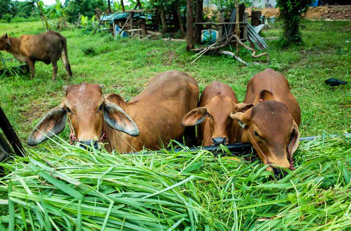 Cara Meningkatkan Kualitas Pakan Ternak Harian