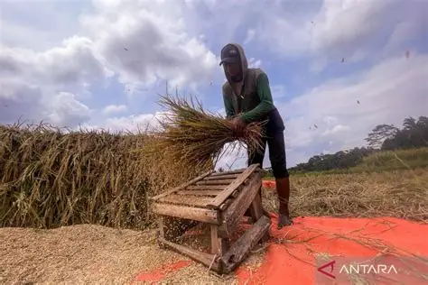 penyebab hasil perontokan kurang bersih