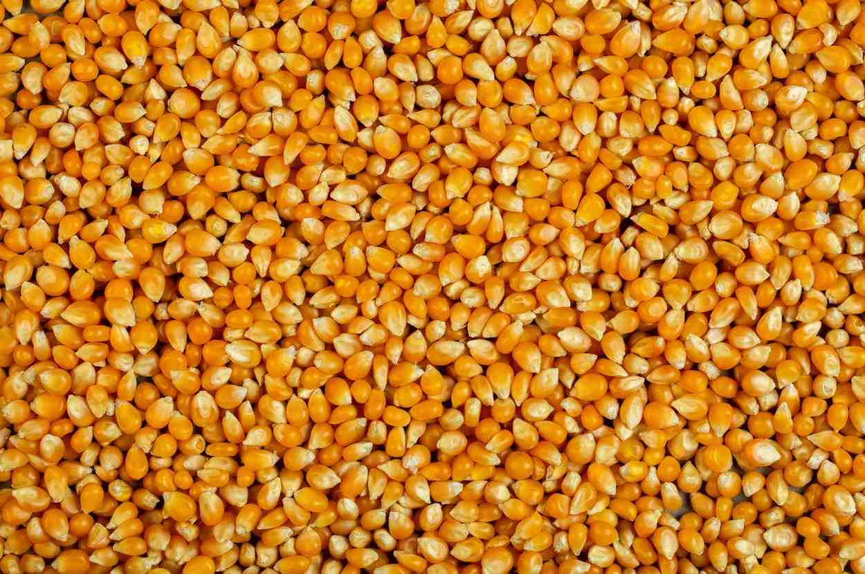 penyebab biji jagung rusak saat pemipilan