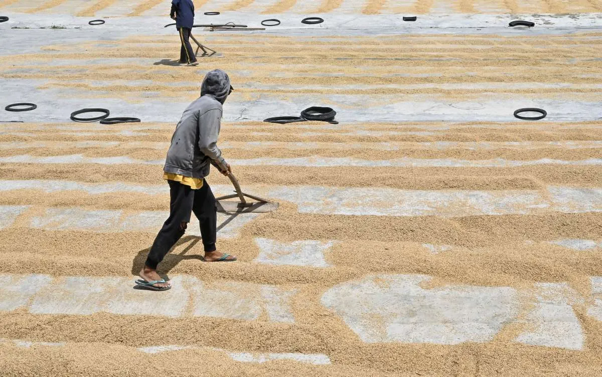 solusi meningkatkan kebersihan hasil perontokan
