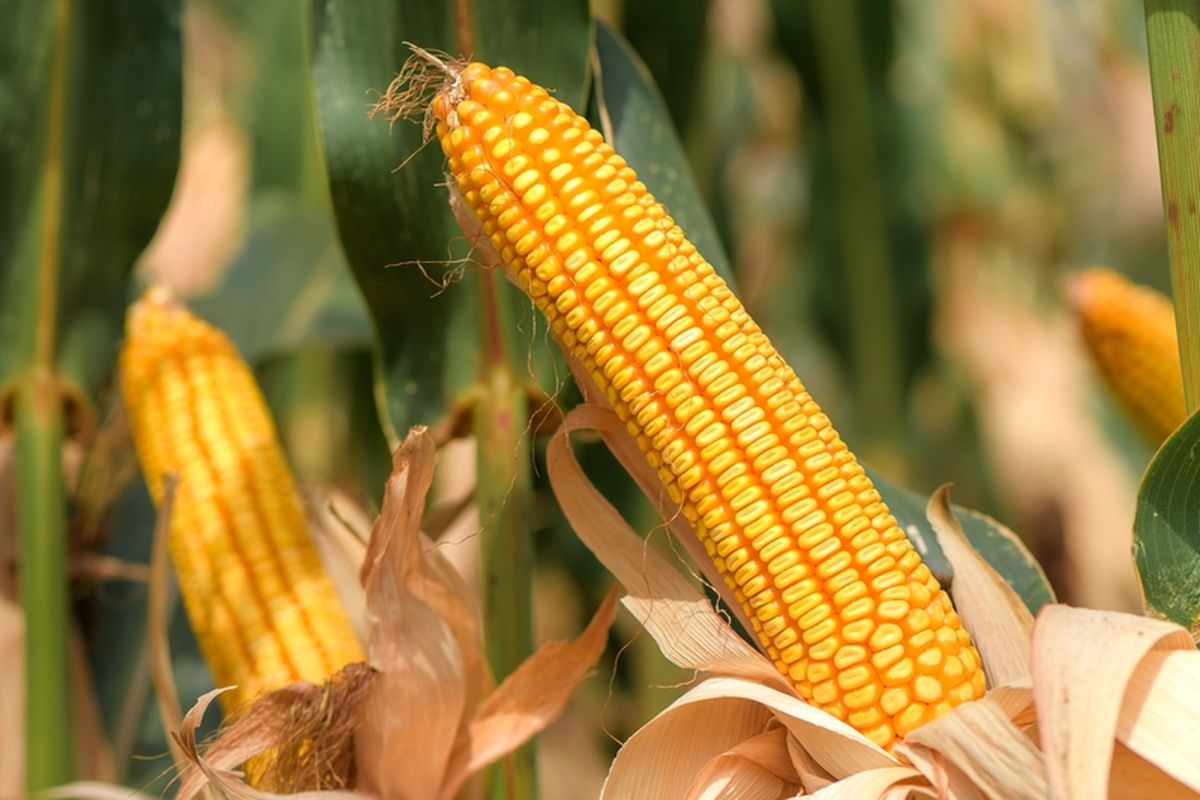 cara mengolah jagung setelah dipanen