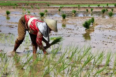 strategi mengembangkan usaha tani berkelanjutan