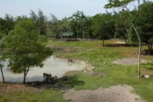 Rusa berada di area hijau dengan kolam air dan pepohonan sebagai habitat satwa setelah reklamasi lahan.
