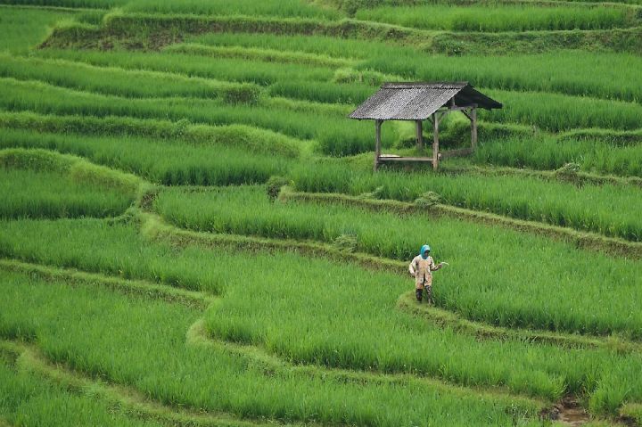 cara meningkatkan produktivitas lahan pertanian