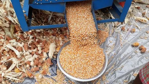 penyebab biji jagung banyak tertinggal tongkol