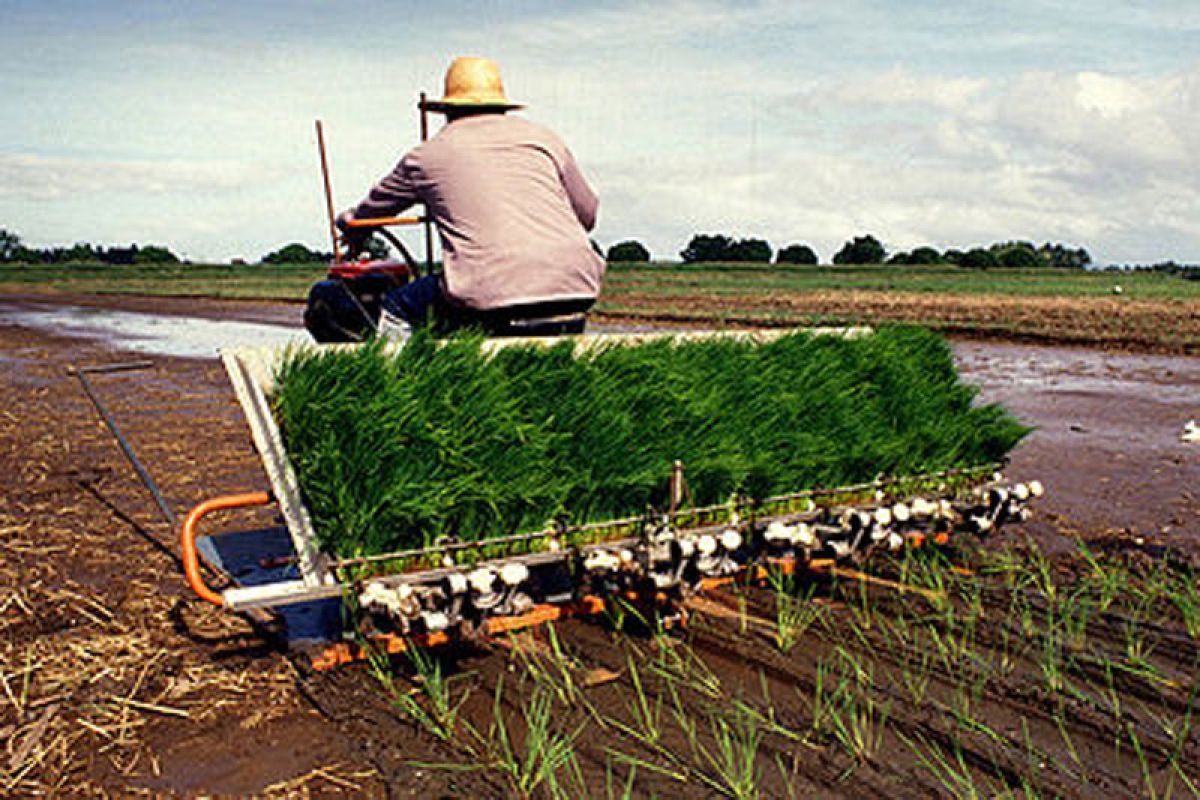 keuntungan memakai rice transplanter