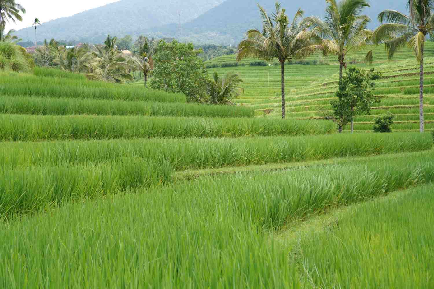 mengelola sawah efisien