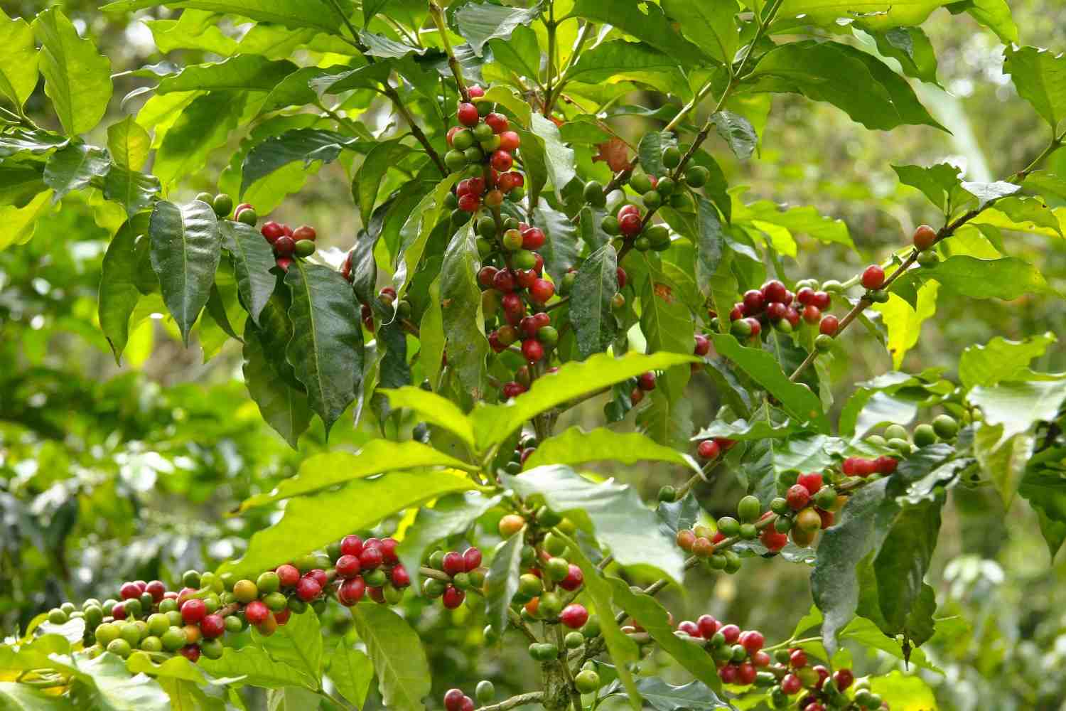 proses kopi dari kebun