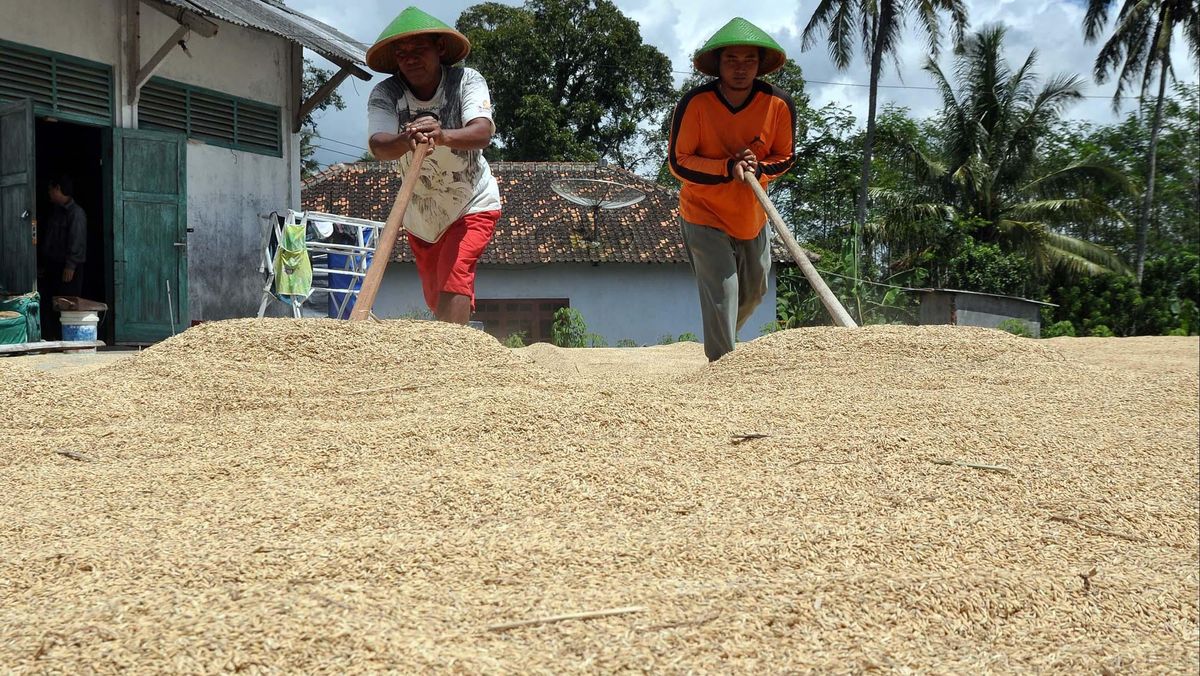 cara mengurangi gabah terbuang