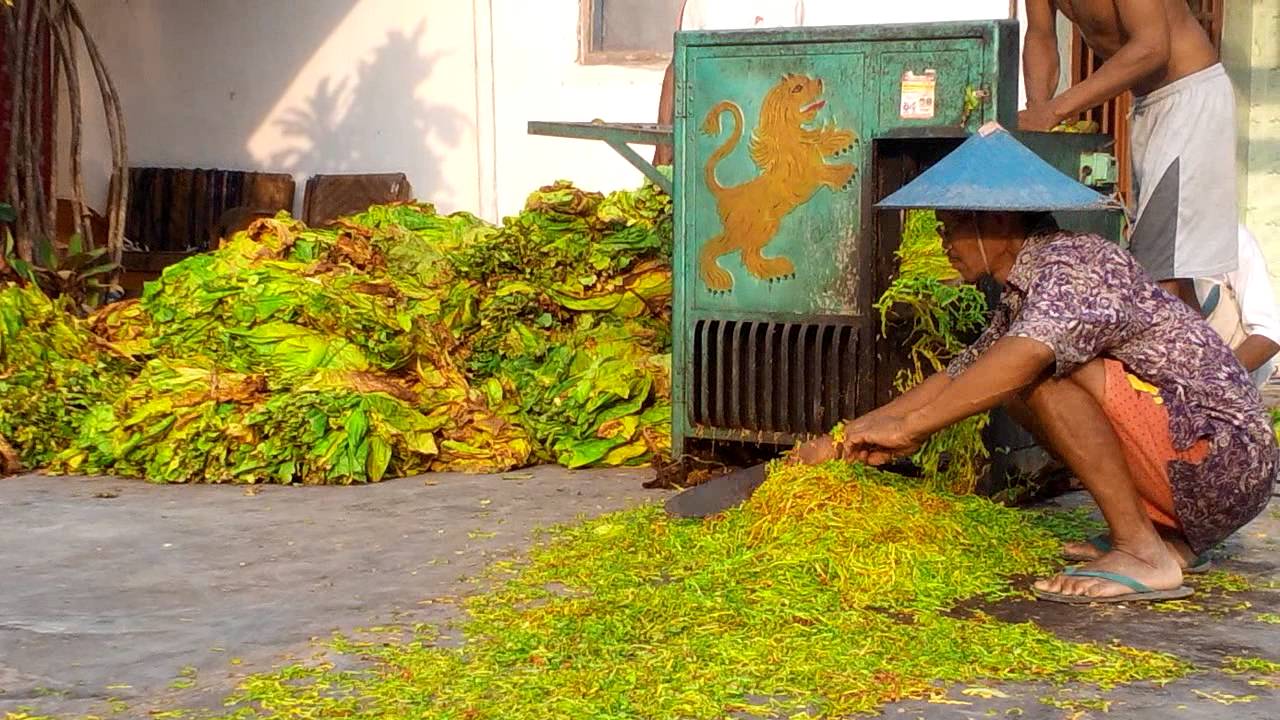 tahapan pengolahan daun tembakau setelah panen