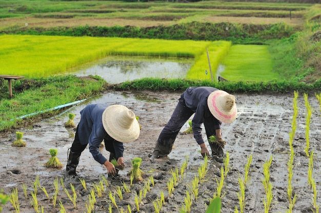 persiapan petakan sawah sebelum layanan tanam
