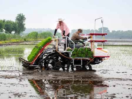 Persiapan Penanaman Padi Setelah Pengolahan Sawah