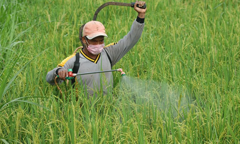 Cara Petani Mengendalikan Serangan Hama